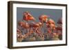 Caribbean flamingo feeding chick, Yucatan Peninsula, Mexico-Claudio Contreras-Framed Photographic Print