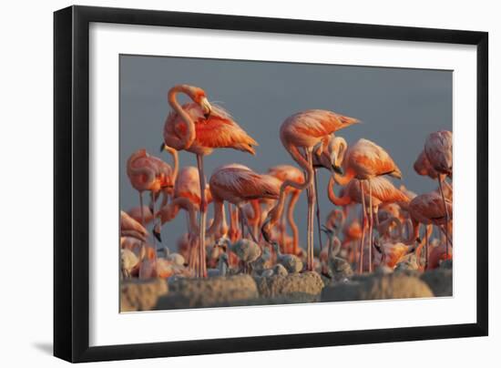 Caribbean flamingo feeding chick, Yucatan Peninsula, Mexico-Claudio Contreras-Framed Photographic Print