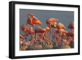 Caribbean flamingo feeding chick, Yucatan Peninsula, Mexico-Claudio Contreras-Framed Photographic Print