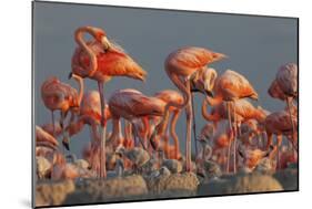 Caribbean flamingo feeding chick, Yucatan Peninsula, Mexico-Claudio Contreras-Mounted Photographic Print