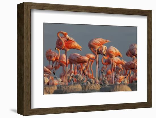 Caribbean flamingo feeding chick, Yucatan Peninsula, Mexico-Claudio Contreras-Framed Photographic Print