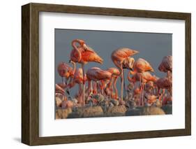 Caribbean flamingo feeding chick, Yucatan Peninsula, Mexico-Claudio Contreras-Framed Photographic Print