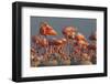 Caribbean flamingo feeding chick, Yucatan Peninsula, Mexico-Claudio Contreras-Framed Photographic Print