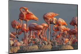 Caribbean flamingo feeding chick, Yucatan Peninsula, Mexico-Claudio Contreras-Mounted Photographic Print