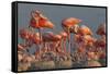 Caribbean flamingo feeding chick, Yucatan Peninsula, Mexico-Claudio Contreras-Framed Stretched Canvas