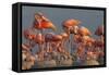 Caribbean flamingo feeding chick, Yucatan Peninsula, Mexico-Claudio Contreras-Framed Stretched Canvas