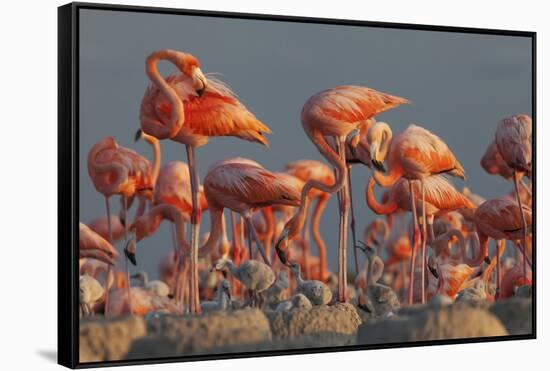 Caribbean flamingo feeding chick, Yucatan Peninsula, Mexico-Claudio Contreras-Framed Stretched Canvas