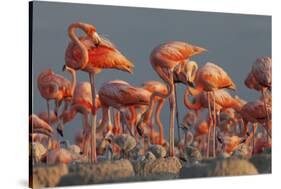 Caribbean flamingo feeding chick, Yucatan Peninsula, Mexico-Claudio Contreras-Stretched Canvas