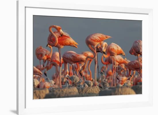 Caribbean flamingo feeding chick, Yucatan Peninsula, Mexico-Claudio Contreras-Framed Photographic Print