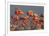 Caribbean flamingo feeding chick, Yucatan Peninsula, Mexico-Claudio Contreras-Framed Photographic Print