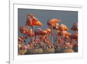 Caribbean flamingo feeding chick, Yucatan Peninsula, Mexico-Claudio Contreras-Framed Photographic Print