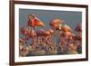 Caribbean flamingo feeding chick, Yucatan Peninsula, Mexico-Claudio Contreras-Framed Photographic Print