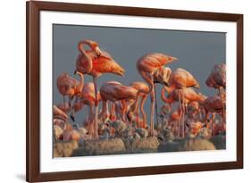 Caribbean flamingo feeding chick, Yucatan Peninsula, Mexico-Claudio Contreras-Framed Photographic Print