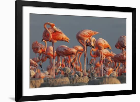 Caribbean flamingo feeding chick, Yucatan Peninsula, Mexico-Claudio Contreras-Framed Photographic Print