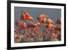 Caribbean flamingo feeding chick, Yucatan Peninsula, Mexico-Claudio Contreras-Framed Photographic Print