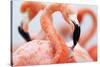 Caribbean Flamingo feeding three day old chick at breeding colony, Yucatan Peninsula, Mexico-Claudio Contreras-Stretched Canvas