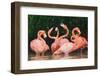 Caribbean flamingo fighting, Yucatan Peninsula, Mexico-Claudio Contreras-Framed Photographic Print