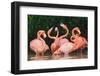 Caribbean flamingo fighting, Yucatan Peninsula, Mexico-Claudio Contreras-Framed Photographic Print