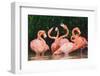 Caribbean flamingo fighting, Yucatan Peninsula, Mexico-Claudio Contreras-Framed Photographic Print