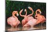 Caribbean flamingo fighting, Yucatan Peninsula, Mexico-Claudio Contreras-Mounted Photographic Print