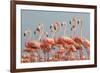 Caribbean flamingo flock, Yucatan Peninsula, Mexico-Claudio Contreras-Framed Photographic Print