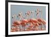Caribbean flamingo flock, Yucatan Peninsula, Mexico-Claudio Contreras-Framed Photographic Print