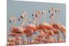 Caribbean flamingo flock, Yucatan Peninsula, Mexico-Claudio Contreras-Mounted Photographic Print