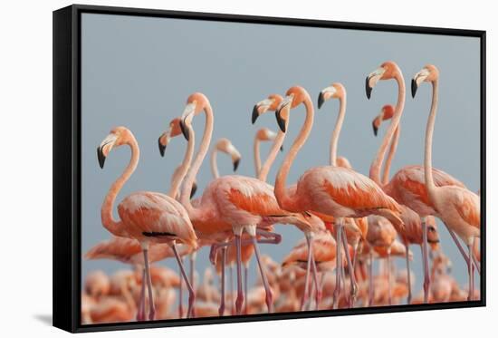 Caribbean flamingo flock, Yucatan Peninsula, Mexico-Claudio Contreras-Framed Stretched Canvas