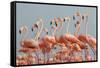 Caribbean flamingo flock, Yucatan Peninsula, Mexico-Claudio Contreras-Framed Stretched Canvas