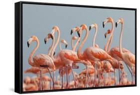 Caribbean flamingo flock, Yucatan Peninsula, Mexico-Claudio Contreras-Framed Stretched Canvas