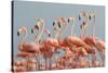 Caribbean flamingo flock, Yucatan Peninsula, Mexico-Claudio Contreras-Stretched Canvas