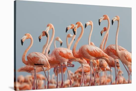 Caribbean flamingo flock, Yucatan Peninsula, Mexico-Claudio Contreras-Stretched Canvas