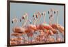 Caribbean flamingo flock, Yucatan Peninsula, Mexico-Claudio Contreras-Framed Photographic Print