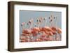 Caribbean flamingo flock, Yucatan Peninsula, Mexico-Claudio Contreras-Framed Photographic Print