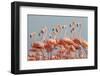 Caribbean flamingo flock, Yucatan Peninsula, Mexico-Claudio Contreras-Framed Photographic Print