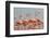 Caribbean flamingo flock, Yucatan Peninsula, Mexico-Claudio Contreras-Framed Photographic Print