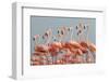 Caribbean flamingo flock, Yucatan Peninsula, Mexico-Claudio Contreras-Framed Photographic Print