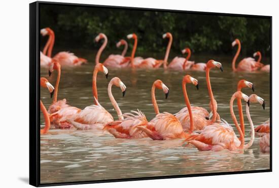 Caribbean flamingo flock, Yucatan Peninsula, Mexico-Claudio Contreras-Framed Stretched Canvas