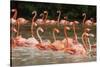 Caribbean flamingo flock, Yucatan Peninsula, Mexico-Claudio Contreras-Stretched Canvas