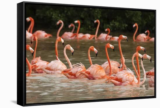 Caribbean flamingo flock, Yucatan Peninsula, Mexico-Claudio Contreras-Framed Stretched Canvas