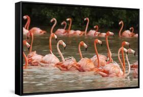 Caribbean flamingo flock, Yucatan Peninsula, Mexico-Claudio Contreras-Framed Stretched Canvas