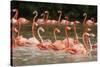 Caribbean flamingo flock, Yucatan Peninsula, Mexico-Claudio Contreras-Stretched Canvas