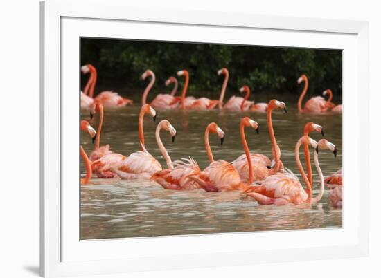 Caribbean flamingo flock, Yucatan Peninsula, Mexico-Claudio Contreras-Framed Photographic Print