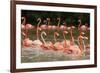 Caribbean flamingo flock, Yucatan Peninsula, Mexico-Claudio Contreras-Framed Photographic Print