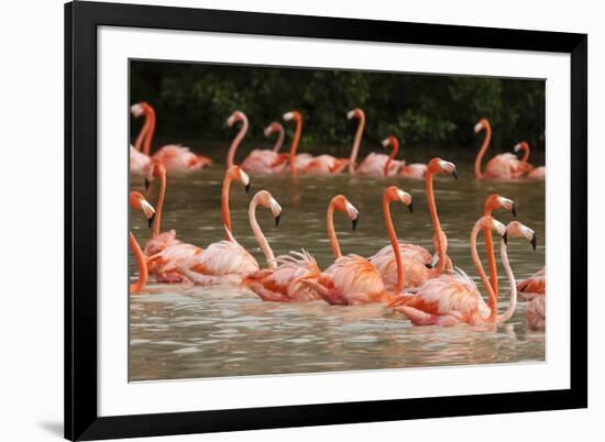 Caribbean flamingo flock, Yucatan Peninsula, Mexico-Claudio Contreras-Framed Photographic Print