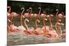 Caribbean flamingo flock, Yucatan Peninsula, Mexico-Claudio Contreras-Mounted Photographic Print