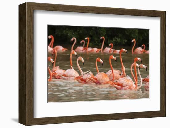 Caribbean flamingo flock, Yucatan Peninsula, Mexico-Claudio Contreras-Framed Photographic Print