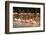 Caribbean flamingo flock, Yucatan Peninsula, Mexico-Claudio Contreras-Framed Photographic Print