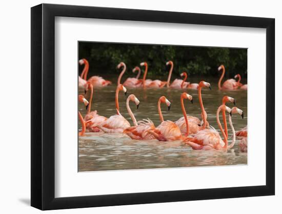 Caribbean flamingo flock, Yucatan Peninsula, Mexico-Claudio Contreras-Framed Photographic Print