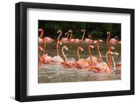 Caribbean flamingo flock, Yucatan Peninsula, Mexico-Claudio Contreras-Framed Photographic Print